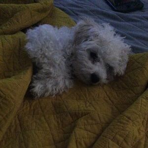 Meet your Posher, Grace